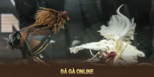 Đá Gà MU88: Tham Gia Ngay Để Trải Nghiệm Hấp Dẫn 2 Đá Gà MU88: Tham Gia Ngay Để Trải Nghiệm Hấp Dẫn